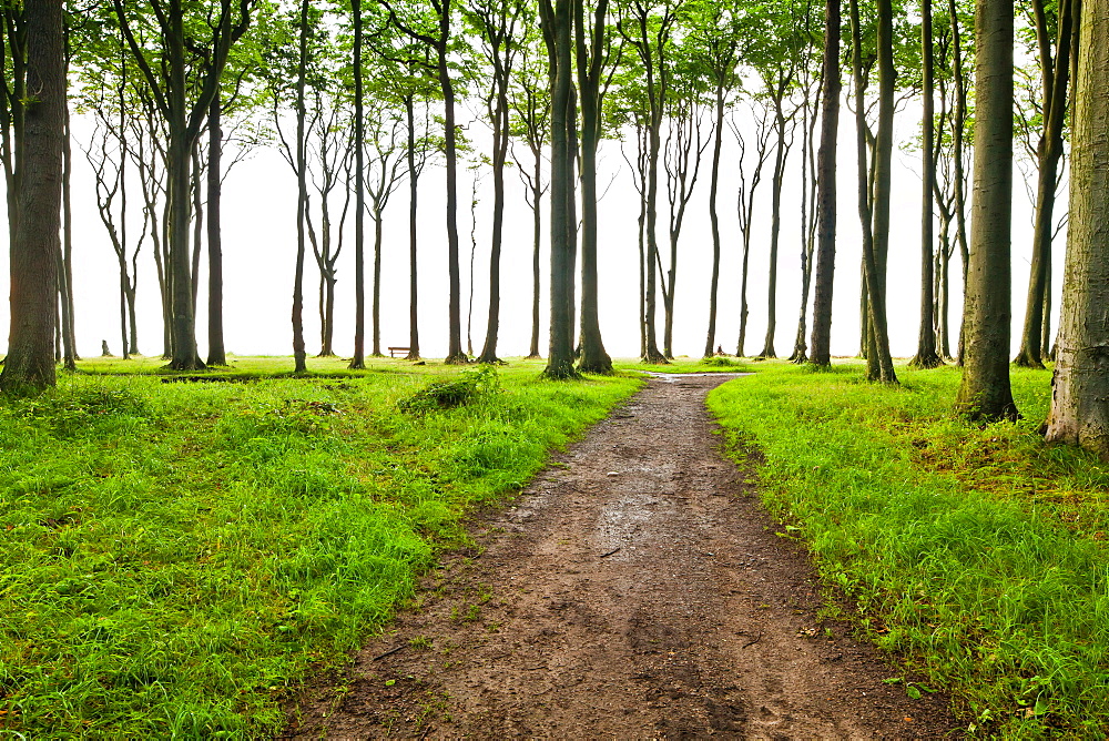 Ghost Forest, Gespensterwald, Baltic Sea, Nienhagen, Mecklenburg-Vorpommern, Germany