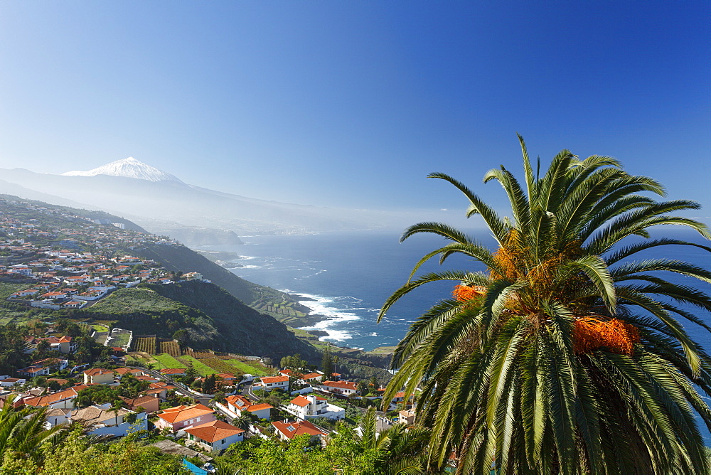 View from El Sauzal to Teide, 3718m, with snow, the islandÂ´s landmark, highest point in Spain, palm tree, volcanic mountain, coastline, Atlantic ocean, Tenerife, Canary Islands, Spain, Europe