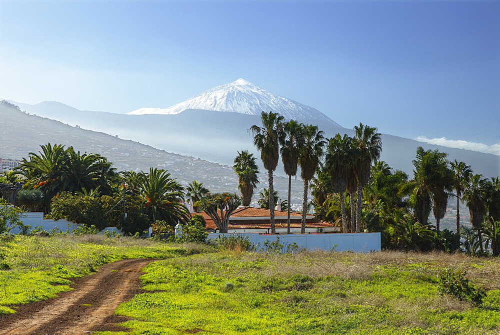 view from El Sauzal to Teide, 3718m, with snow, the islandÂ´s landmark, highest point in Spain, palm tree, volcanic mountain, Tenerife, Canary Islands, Spain, Europe