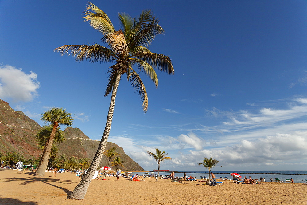 Beach with palm trees, Playa de las Teresitas, near San Andres, Las Montanas de Anaga, natural preserve, Parque Rural de Anaga, coastline, Atlantic ocean, Tenerife, Canary Islands, Spain, Europe