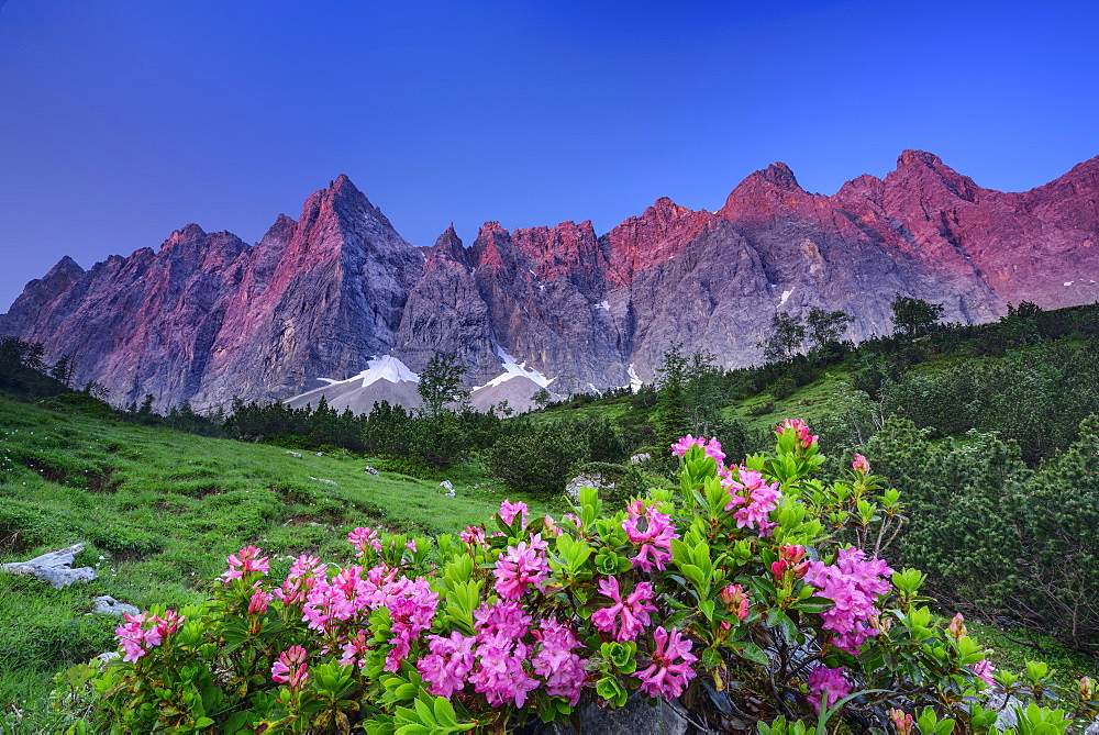 Alpine roses in blossom with Laliderer face in alpenglow, Laliderer Waende, Karwendel range, Tyrol, Austria