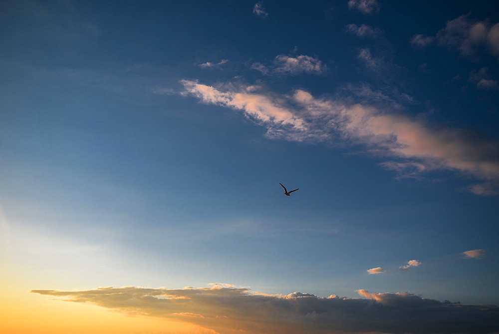 Gull in the evening sky at a Baltic sea beach, Dierhagen, Fischland-Darss-Zingst, Mecklenburg Vorpommern, Germany