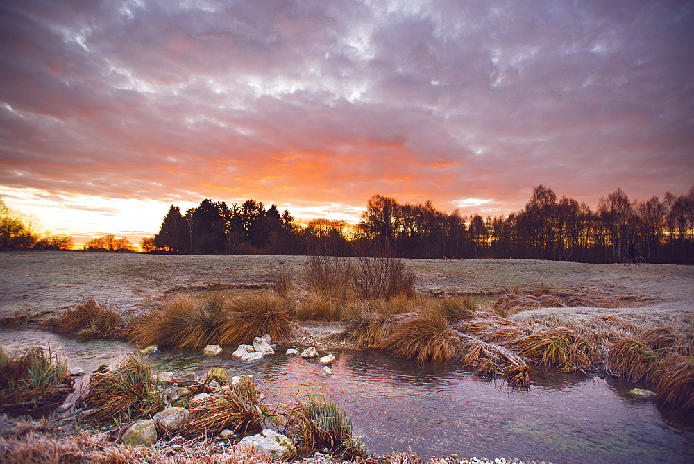 Reeds in a stream in the winter morning sun, Aubing, Munich, Upper Bavaria, Bavaria, Germany