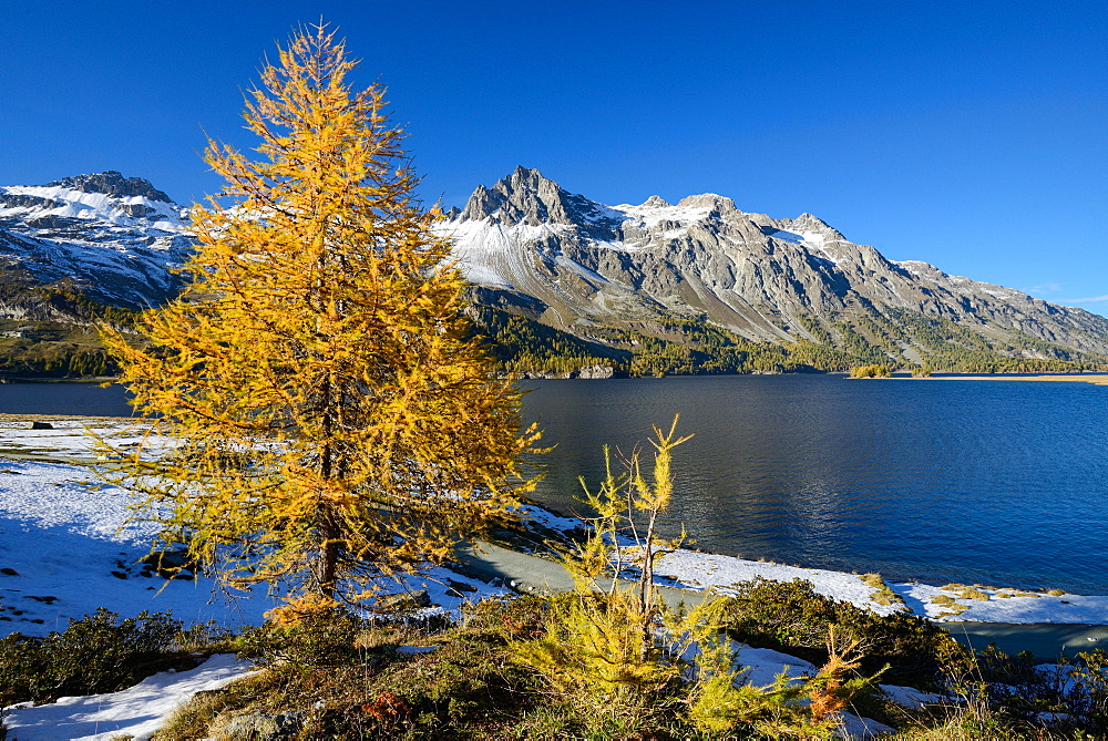 Golden larches along the shore of Lake Sils with Piz Lagrev (3164 m), Engadin, Grisons, Switzerland