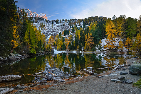 Golden larches along the shore of Lake Bitabergh mit Piz Saladina, Engadin, Grisons, Switzerland