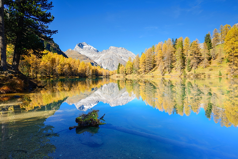 Golden larches at lake Palpuogna (1918 m) with Piz Ela (3180 m), Grisons, Switzerland