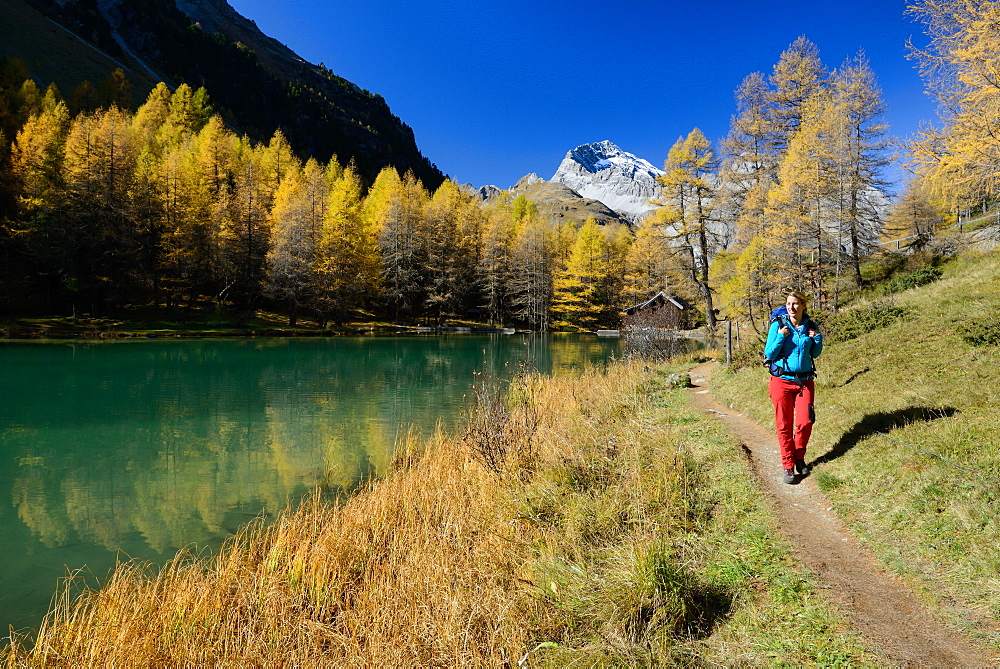 Woman hiking along the shore of lake Palpuogna (1918 m) with Golden larches and Piz Ela (3180 m), Grisons, Switzerland