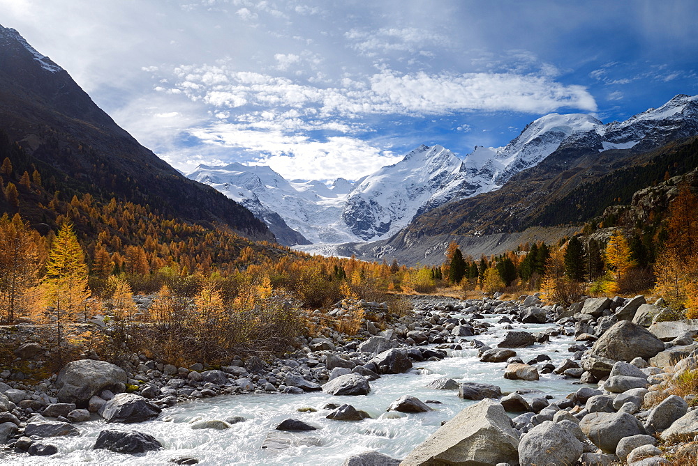 Colourful larches on the banks of the Morteratsch River with view to Bellavista (3922 m), Piz Bernina (4049 m) mit Biancograt, P