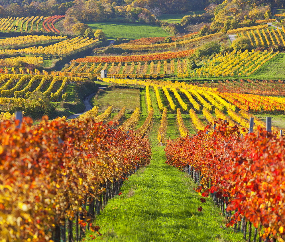 Autumnal vines, vineyards, Baden near Vienna, Southern Wiener Becken, Wienerwald, Lower Austria, Austria