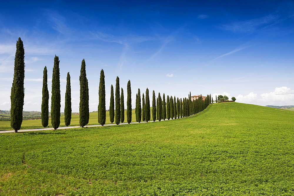 country residence and cypress trees, near San Quirico d`Orcia, Val d`Orcia, province of Siena, Tuscany, Italy, UNESCO World Heri