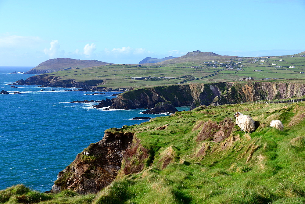 Ram near Dunquin on the west coast of the Dingle peninsula, Kerry, Ireland