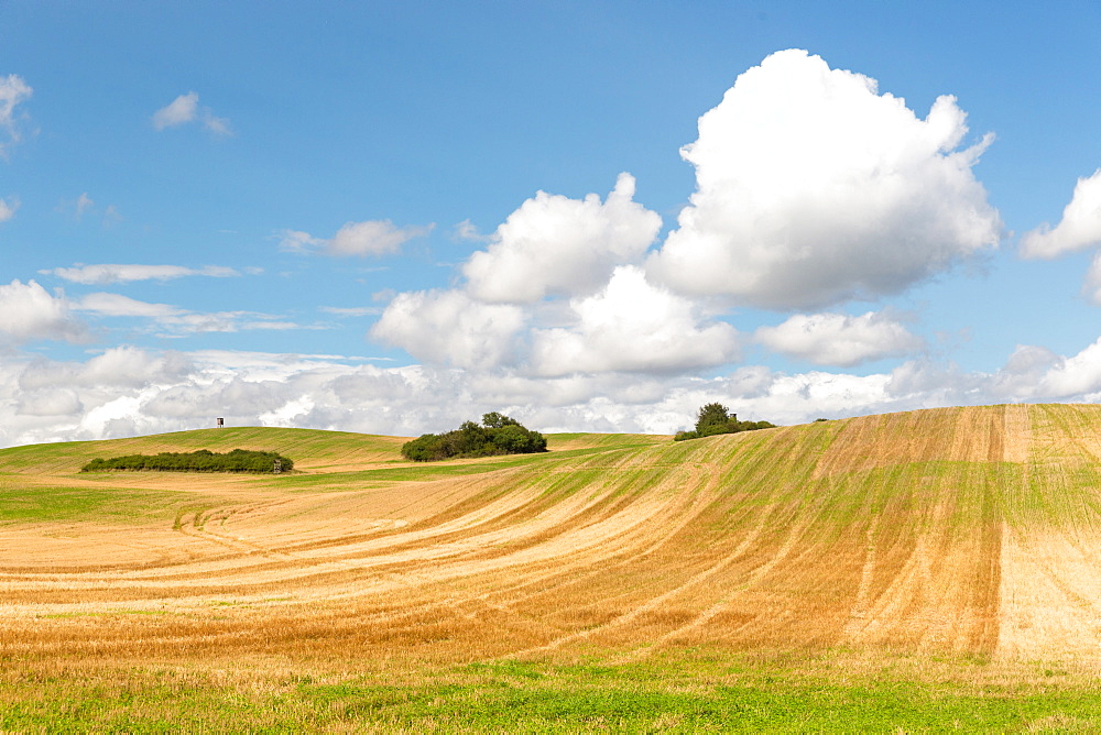 Scenery with fields in summer, Schorfheide-Chorin Biosphere Reserve, Uckermark, Brandenburg, Germany