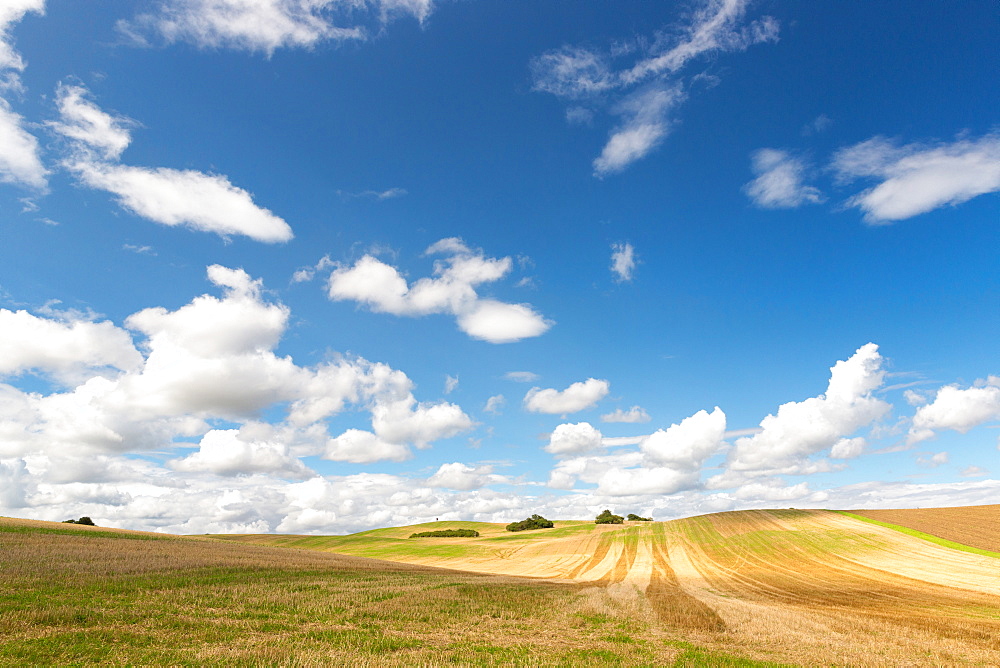 Scenery with fields in summer, Schorfheide-Chorin Biosphere Reserve, Uckermark, Brandenburg, Germany