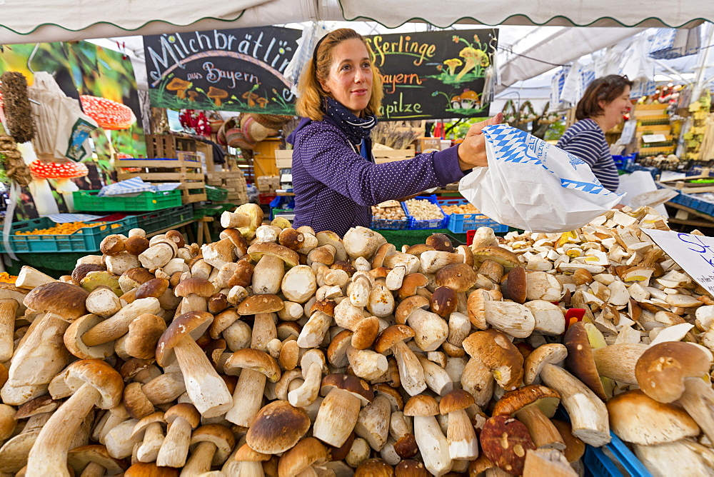 Porcino mushrooms on a market stall, Viktualienmarkt, Munich, Upper Bavaria, Bavaria, Germany