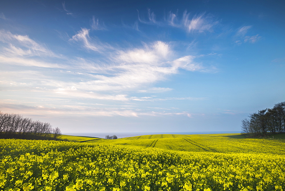 Rape field in blossom at the Baltic Sea, Schwedeneck, Daenischer Wohld, Rendsburg-Eckernfoerde, Schleswig-Holstein, Germany