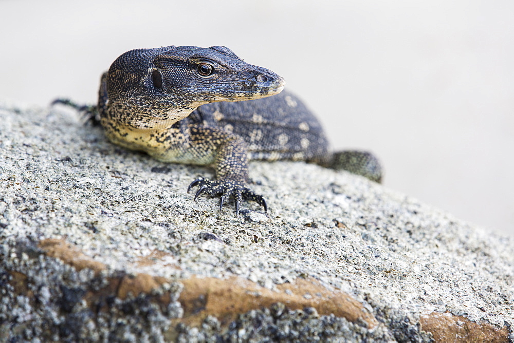 A lizard on the beach, Kota Kinabalu, Borneo, Malaysia.