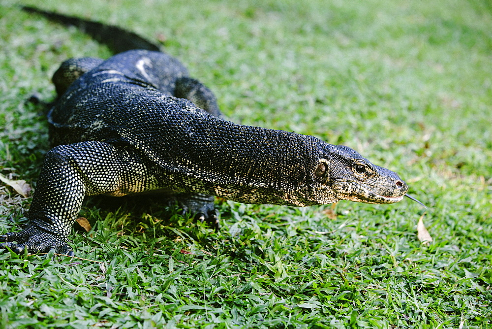 Lizard in the Nexor Resort, Kota Kinabalu, Borneo, Malaysia.