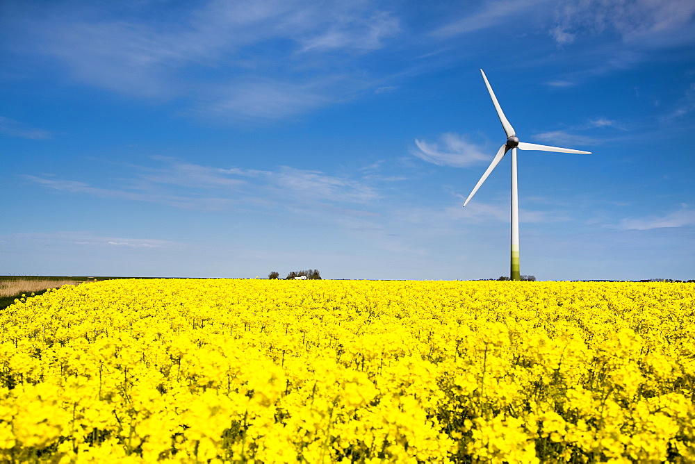 Wind turbine and rape field, Nordstrand Island, North Frisian Islands, Schleswig-Holstein, Germany