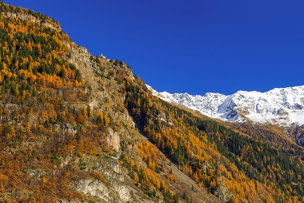 Golden larches and Chapel above Brusio, Engadin, Grisons, Switzerland