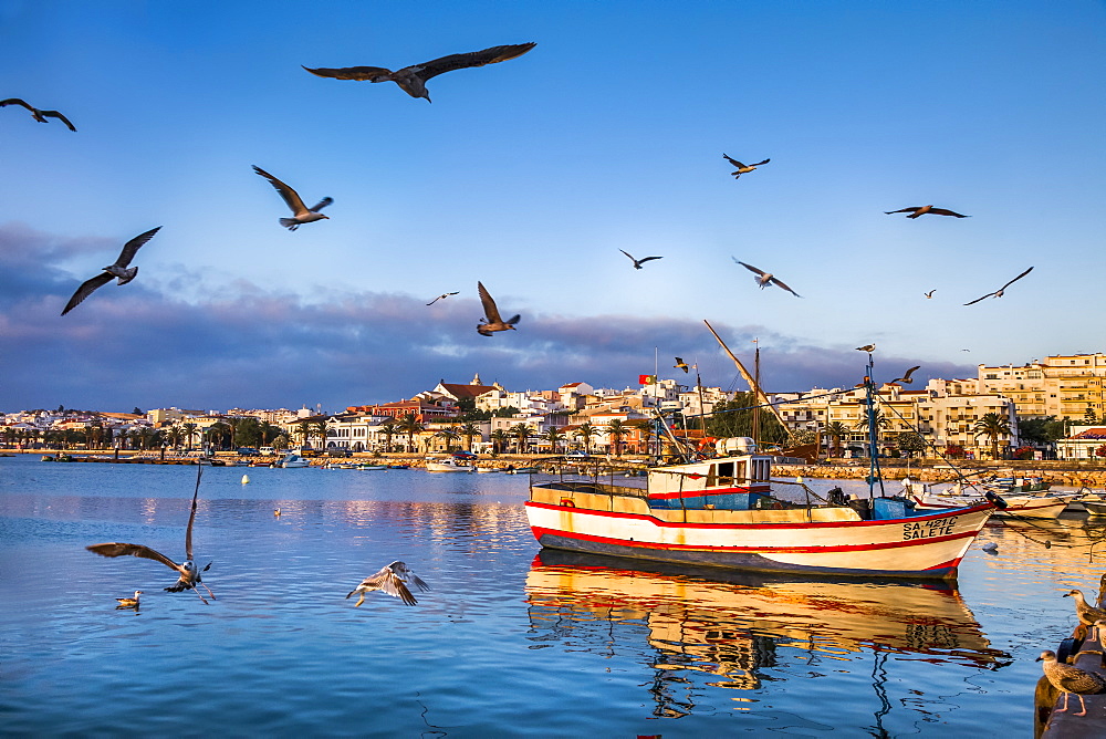 Seagulls and fishing boats, old town, Lagos, Algarve, Portugal