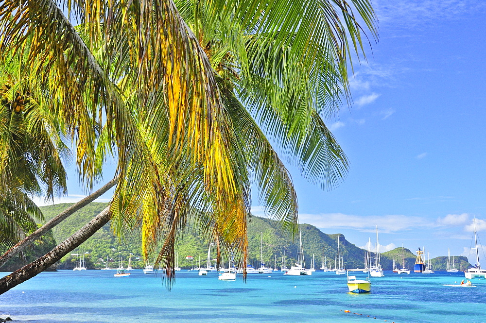 sailing ships, boats and palms in the harbour of Port Elizabeth, sea, Bequia island, St. Vincent, Saint Vincent and the Grenadines, Lesser Antilles, West Indies, Windward Islands, Antilles, Caribbean, Central America