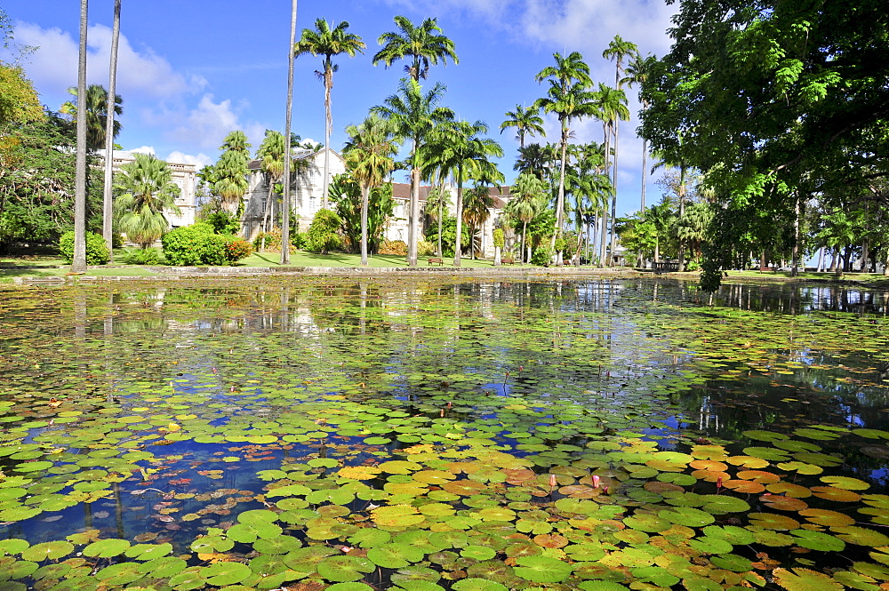 pond with water lilies, Codrington College, Condrington Plantation, Barbados, Lesser Antilles, West Indies, Windward Islands, Antilles, Caribbean, Central America