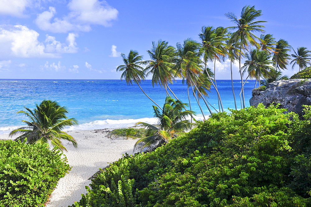 Tropical beach with palm trees, sea, south coast, Barbados, Lesser Antilles, West Indies, Windward Islands, Antilles, Caribbean Islands, Central America