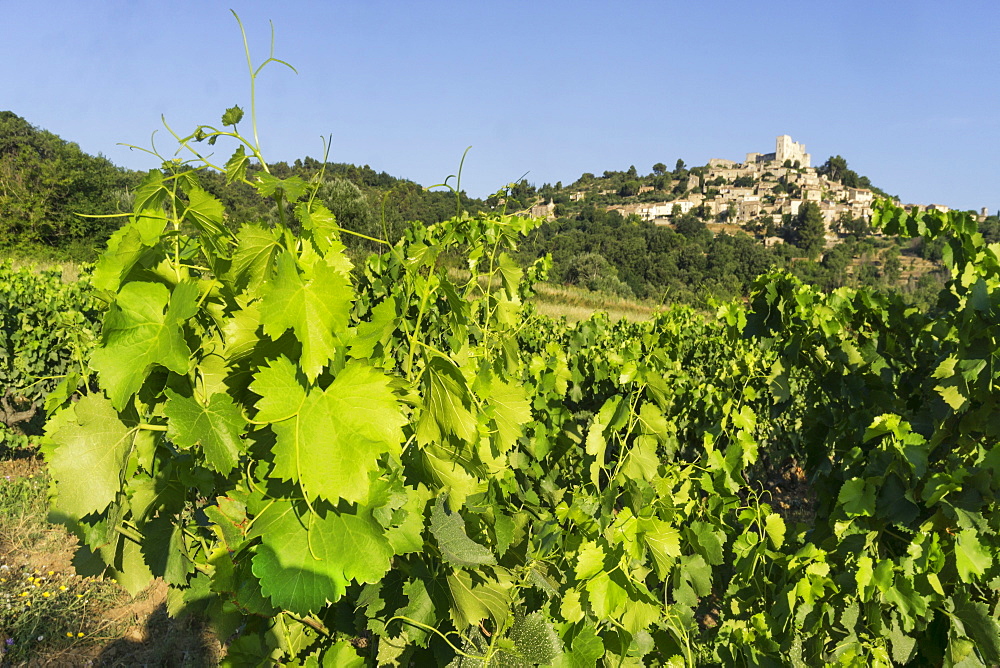 Vineyard near Lacoste, Lacoste, Vaucluse, Provence-Alpes-Cote d’Azur, France