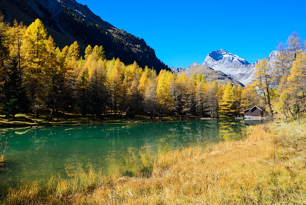 Golden larches at lake Palpuogna (1918 m) with Piz Ela (3180 m), Grisons, Switzerland