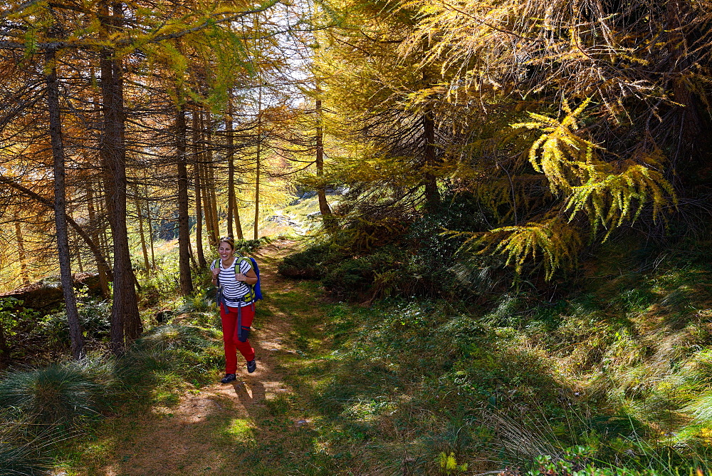 Woman hiking above Lake Sils through a colourful larch forest, Engadin, Grisons, Switzerland