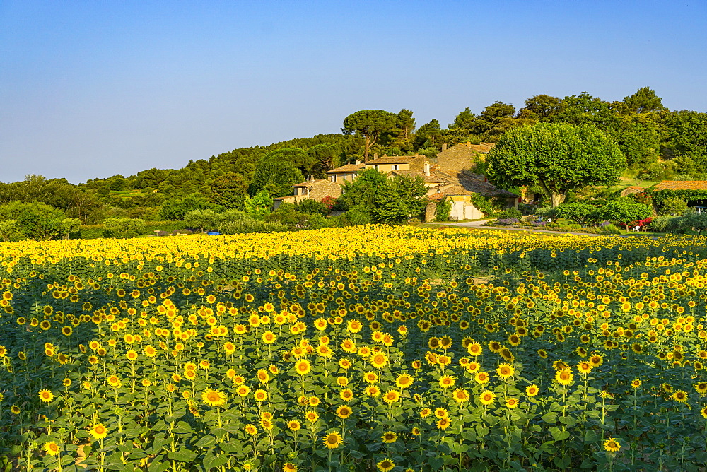 Sunflowers in a field, Loumarine, Vaucluse, Luberon Regional park, Provence-Alpes-Cote d’Azur, France