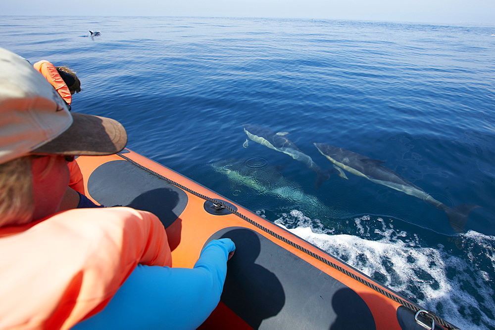 School of dolphins seen from an observation boat, Sagres, Algarve, Portugal