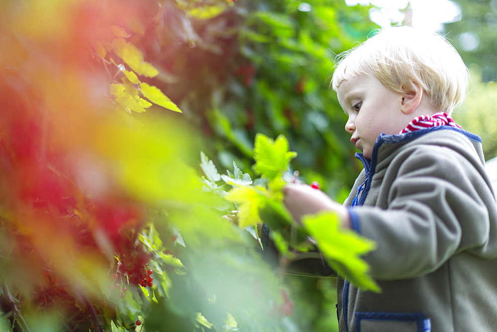 Two years old girl picking redcurrants in the garden, harvest, biological, girl, Baltic sea, MR, Bornholm, Denmark, Europe