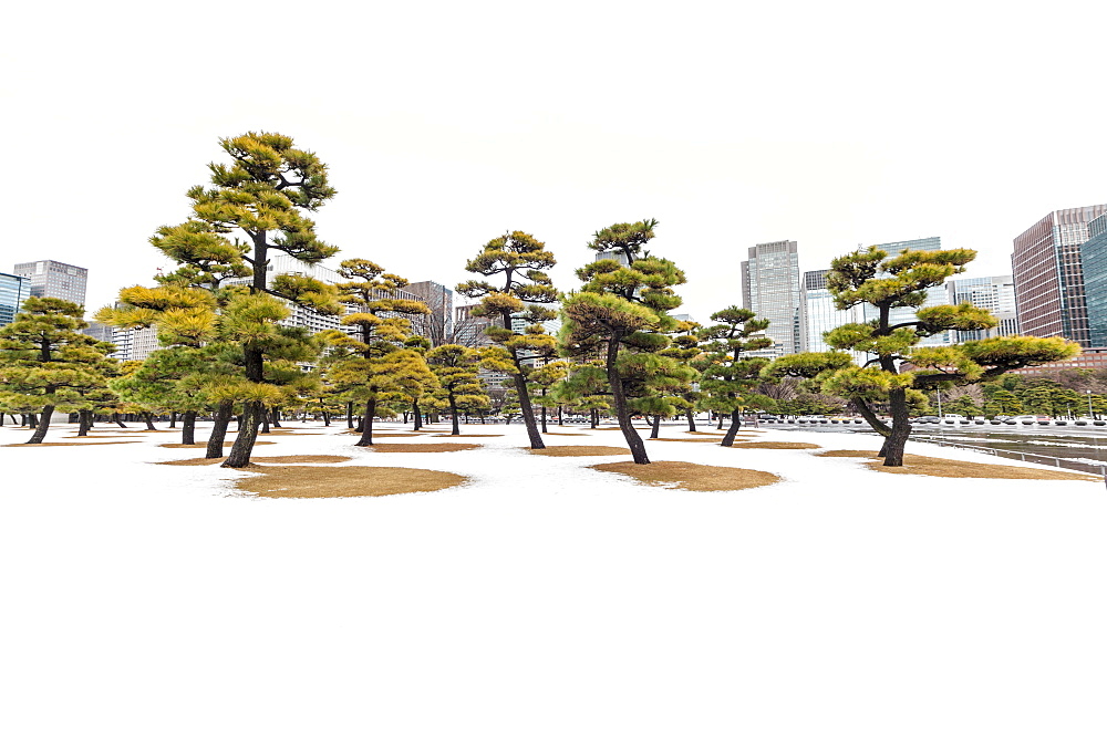 Snow and pines trees with skyscrapers around Imperial Palace, Chiyoda-ku, Tokyo, Japan