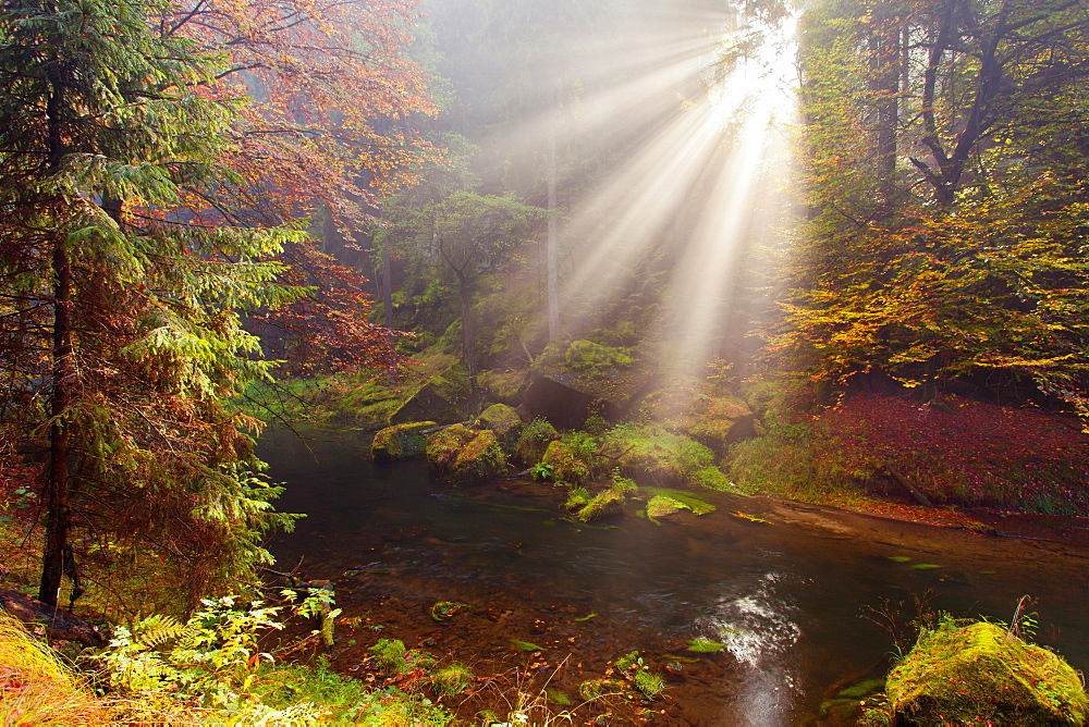 Sun, Sunbeams, Forest, Autumn, Deciduous, Czech Switzerland, Czech Republic