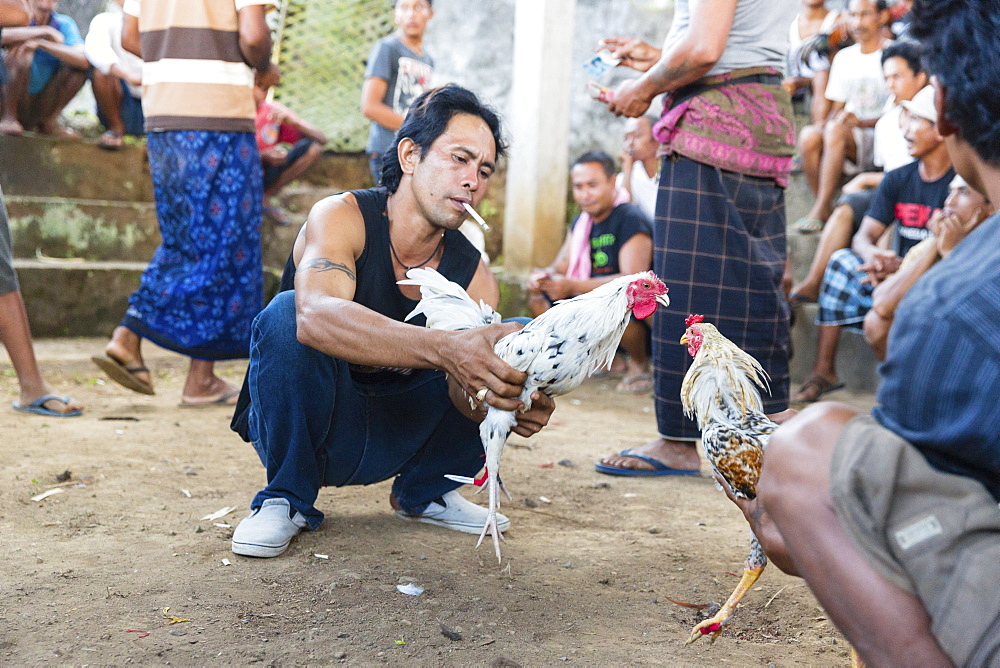 Cockfight during a religious festival, near Sidemen, Bali, Indonesia, Asia