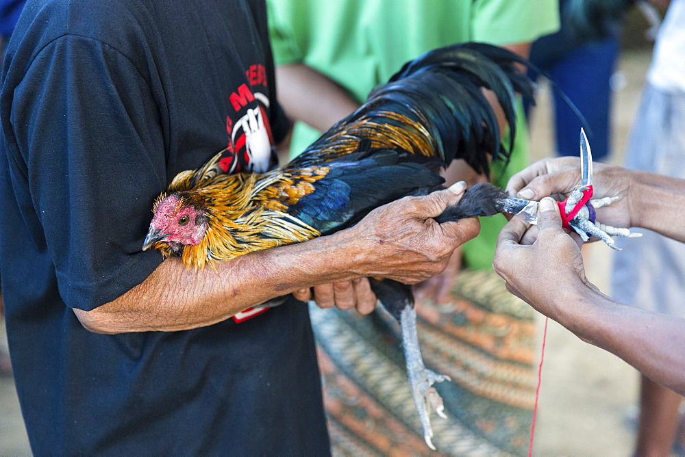 Cockfight during a religious festival, near Sidemen, Bali, Indonesia