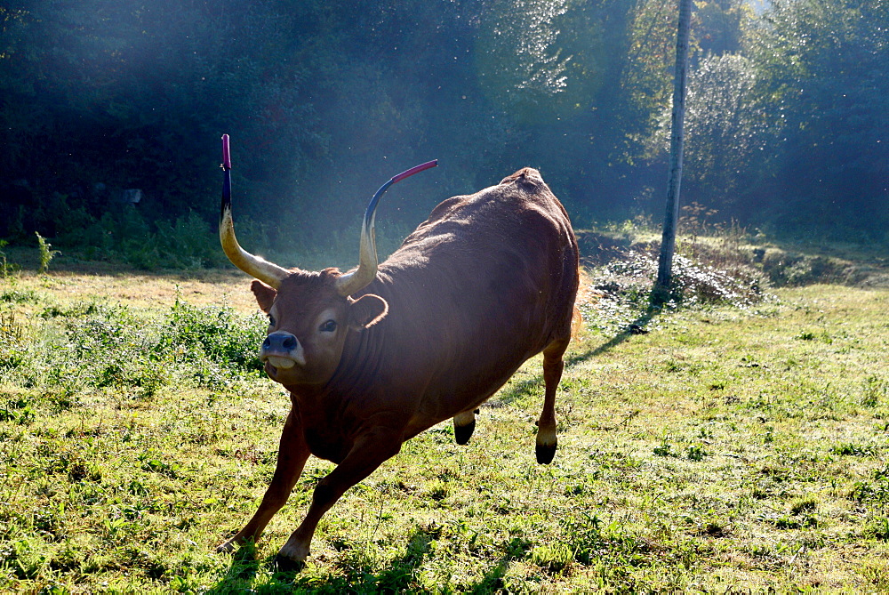 Young bull at Rio Lima, Minho, Northwest-Portugal, Portugal