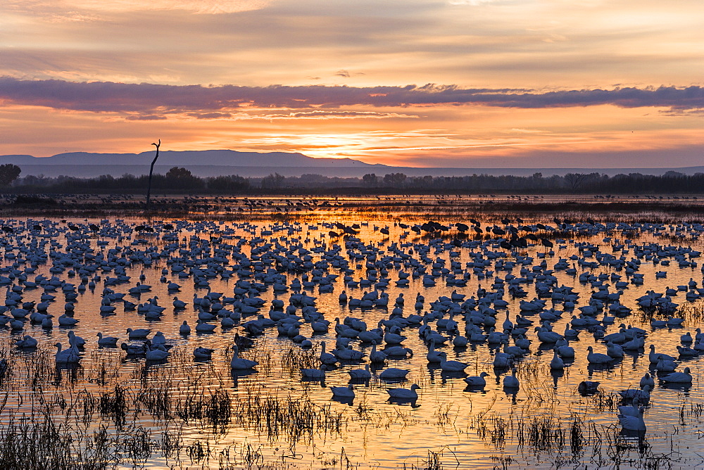 Snow Geese at sunrise, Anser caerulescens atlanticus, Chen caerulescens, Bosque del Apache, New Mexico, USA, outdoors, day, nobody