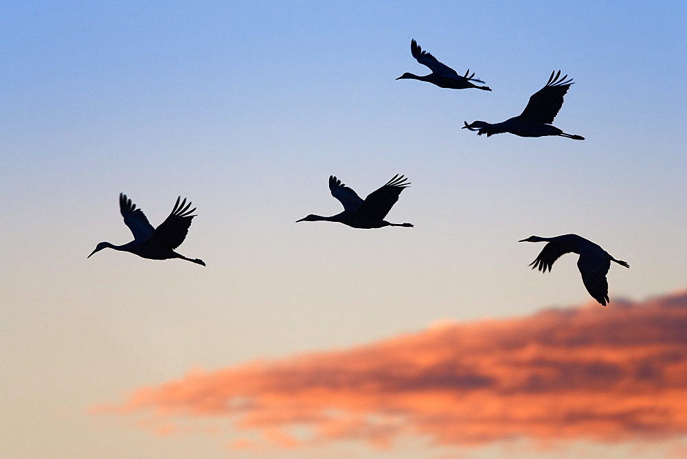 Sandhill Cranes in flight at sunset, Grus canadensis, Bosque del Apache Wildlife Refuge, New Mexico, USA