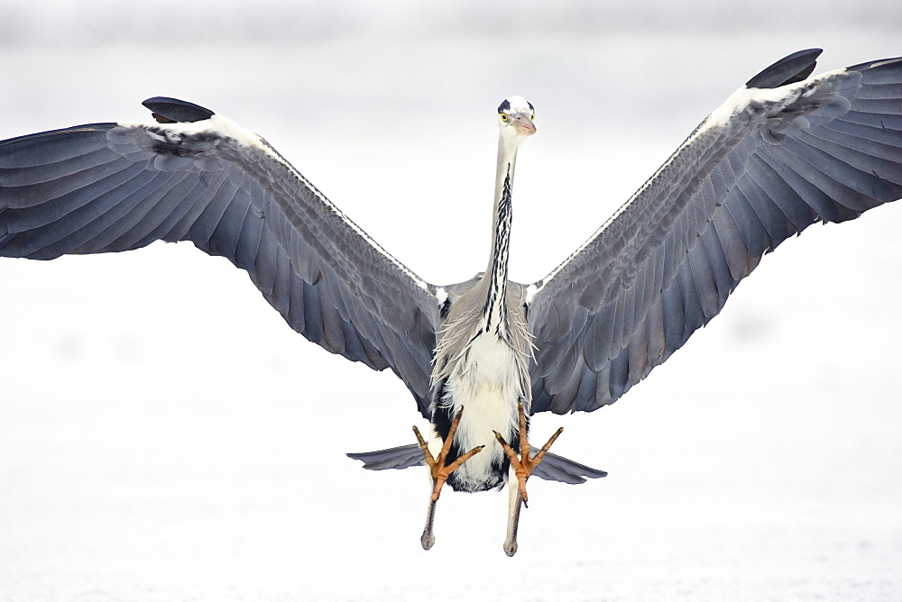 Grey Heron landing, Ardea cinerea, Usedom, Germany