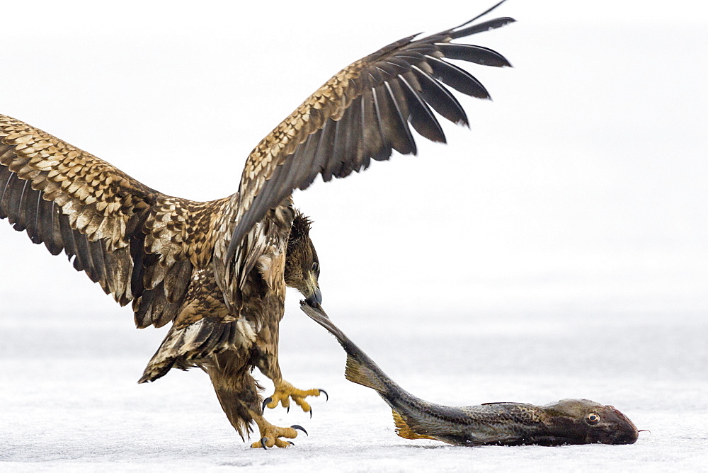 Immature White-tailed Eagle wiith prey, Haliaeetus albicilla, Germany, Europe