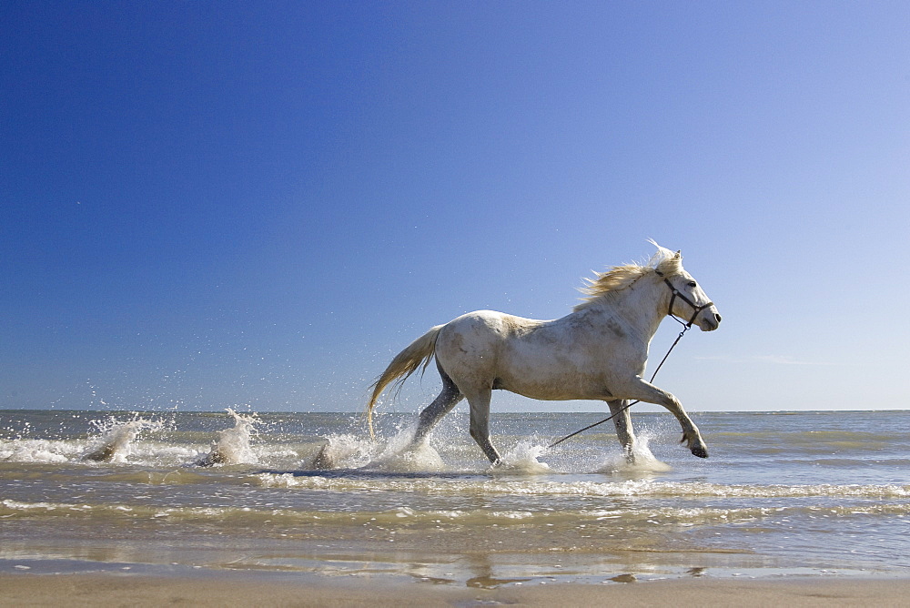 Camargue horse running in water at beach, Camargue, France