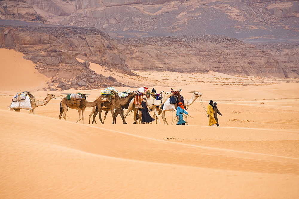 Camel Caravan in the libyan desert, Dromedaries, Camelus dromedarius, Akakus mountains, Libya, Sahara, North Africa