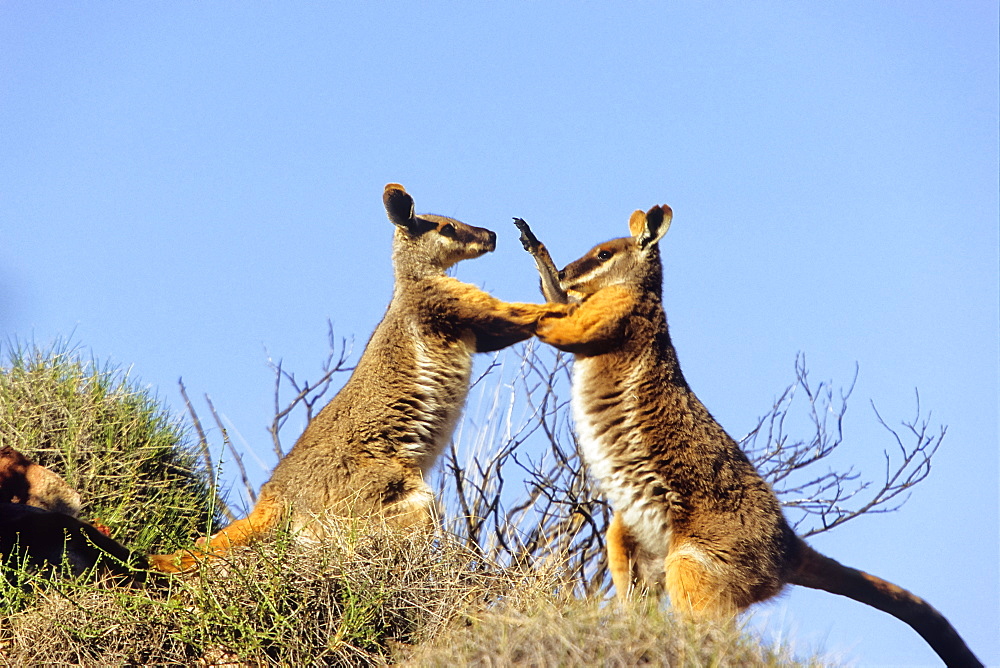 Yellow-footed Rock-Wallabies fighting, Petrogale xanthopus, Flinders Ranges Nationalpark, South Australia