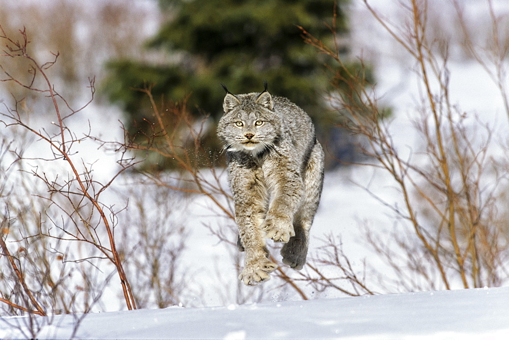 Canada Lynx in snow, Lynx canadensis, North-America