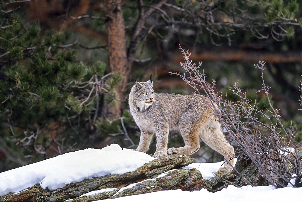 Canada Lynx in snow, Lynx canadensis, North-America