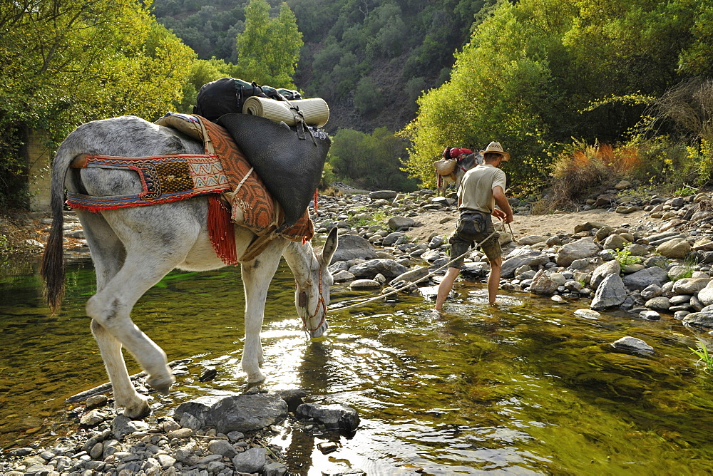 Man walking with donkey through a creek while the donkey is drinking, man with his two Andalusian donkeys in the Serrania de Ronda, Andalusia, Spain