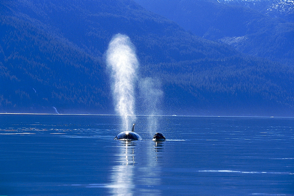 Killer whales off shore, Alaska´s Inside Passage, Alaska, USA, America