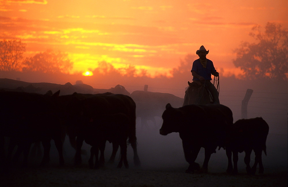 Cattle drive on Cowarie Station on the Birdsville Track, South Australia, Australia